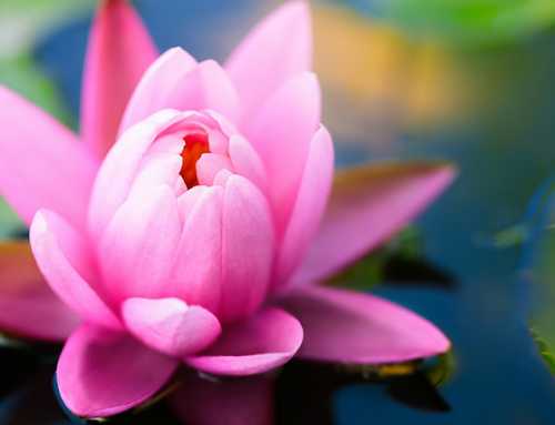 ગૃહસ્થ ધર્મ અને આધ્યાત્મિક સાધના : સ્વામી અશોકાનંદ