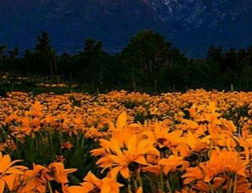 અધ્યાત્મ : આપણાં અંગત દુઃખોને ઓછાં કેવી રીતે કરવાં : સ્વામી બુધાનંદ