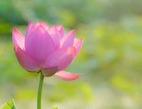 દિવ્યવાણી : વિવેકચૂડામણિ : શ્રી આદિશંકરાચાર્ય