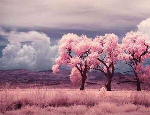 સંસ્મરણ : સ્વામી ભૂતેશાનંદજી મહારાજનાં સંસ્મરણો : સ્વામી ચેતનાનંદ