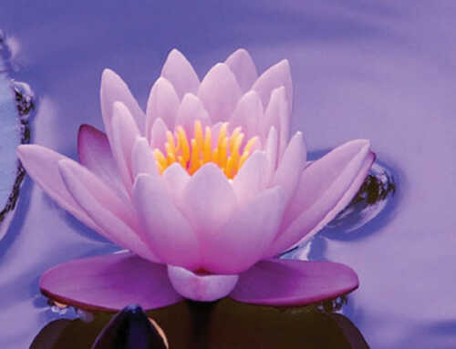 સંસ્મરણ : કર્મયોગી સ્વામી ગહનાનંદજી : સ્વામી ચેતનાનંદ