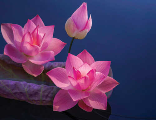 પ્રાસંગિક : અશાંતિનું કારણ- દોષદર્શન : સ્વામી નિખિલેશ્વરાનંદ