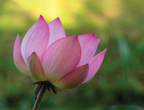 પાર્ષદપ્રસંગ : પૂર્વજન્મના સંસ્કાર : સ્વામી અખંડાનંદ